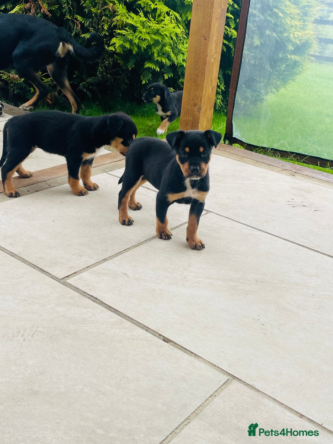 Rottweiler dogs for sale: 5 beautiful Rottweiler X puppies  - Image 7