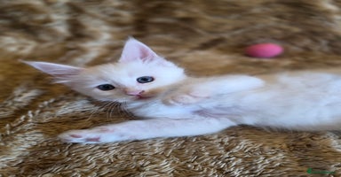 Maine Coon cats - Advert 16