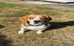 Beagle dogs for stud: Archie - Quality Proven KC Stud Dog in Plymouth - Image 2