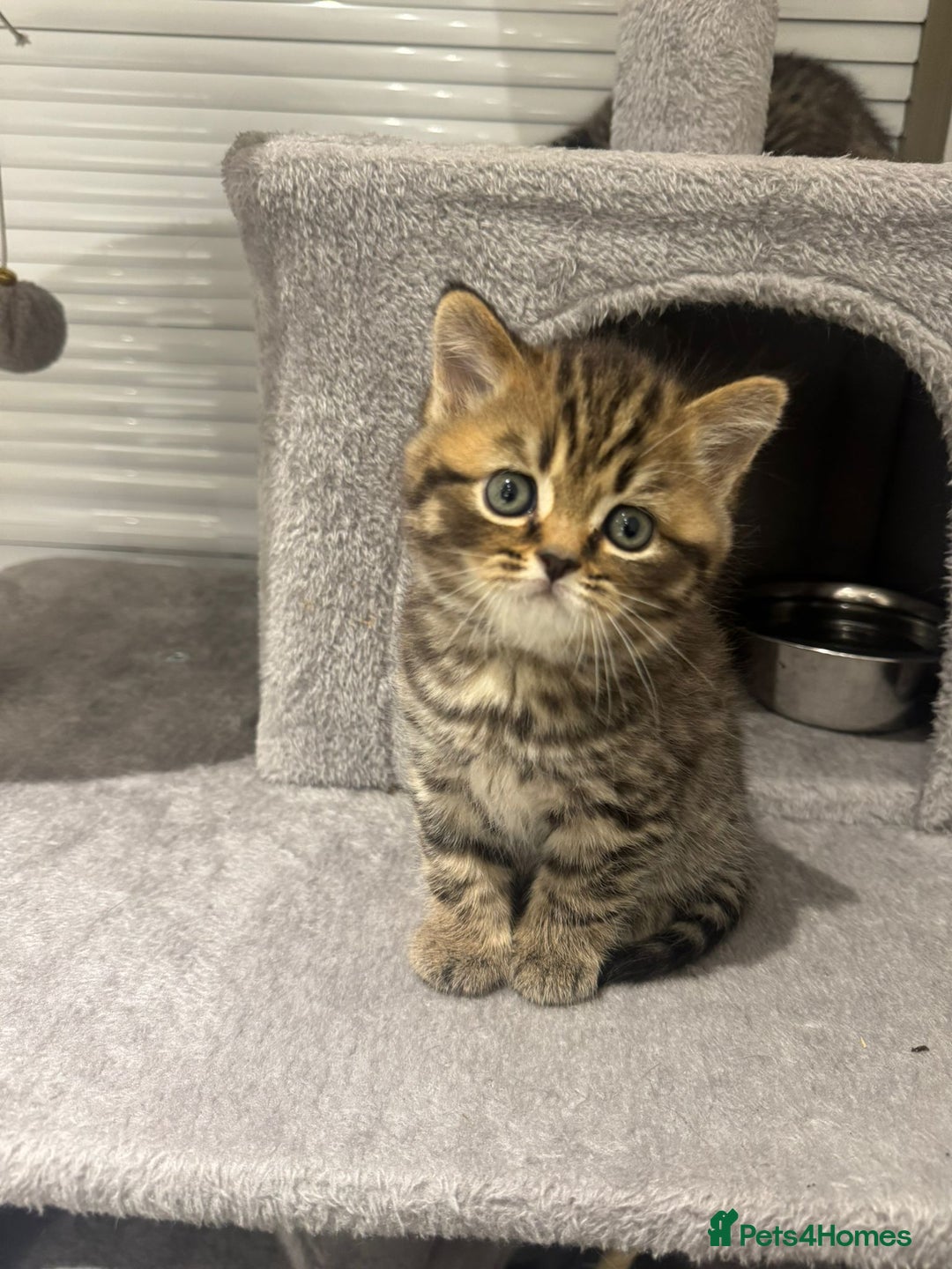 British Shorthair cats for sale: Adorable British Shorthair Male Kittens for Sale. - Advert 2