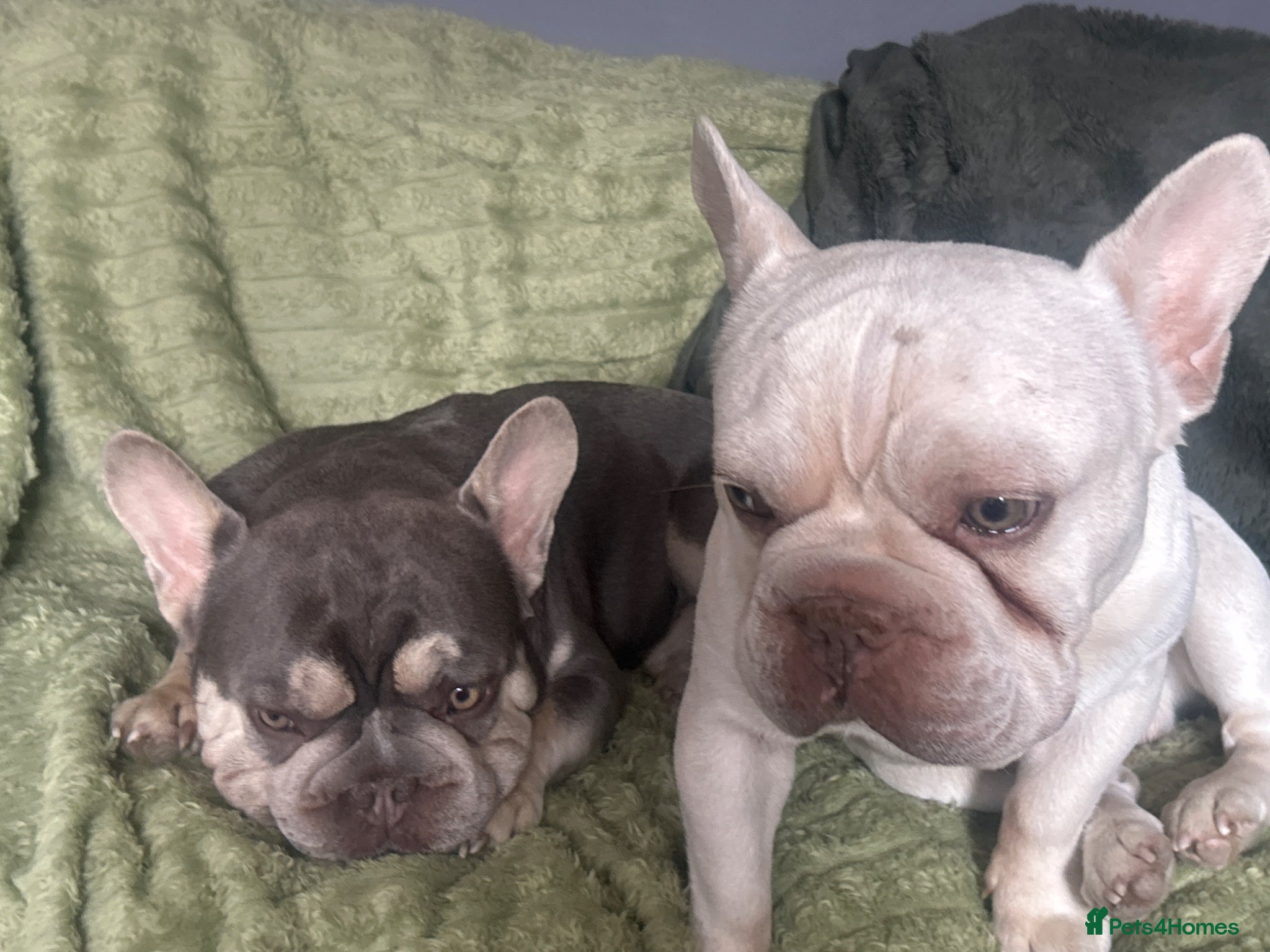 French Bulldog dogs Good boys for good homes  - Advert 1