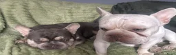 French Bulldog dogs for sale: Good boys for good homes  - Advert 1