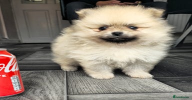 Pomeranian dogs - Advert 14