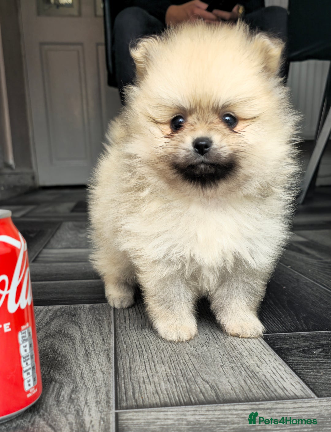 Pomeranian dogs for sale: Xxs pomeranians - Image 3