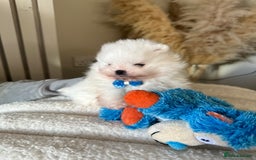 Pomeranian dogs for sale: Outstanding champion bloodline KC reg puppies  - Advert 10