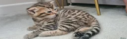 Mixed Breed cats for sale: 2 beautiful kittens - Advert 4