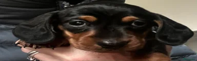 Miniature Dachshund 1