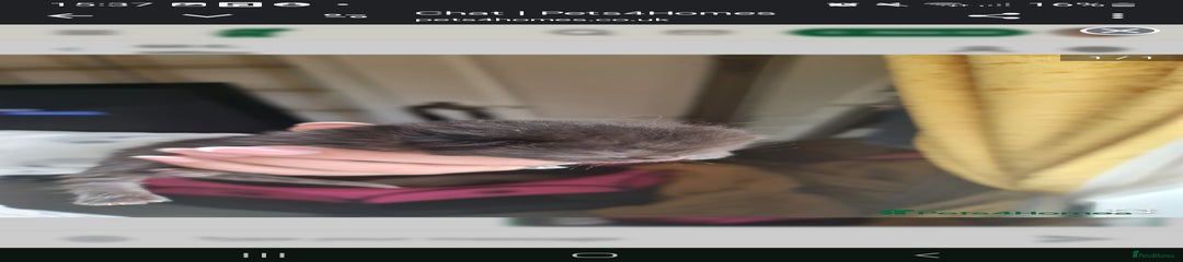 Kitten 4