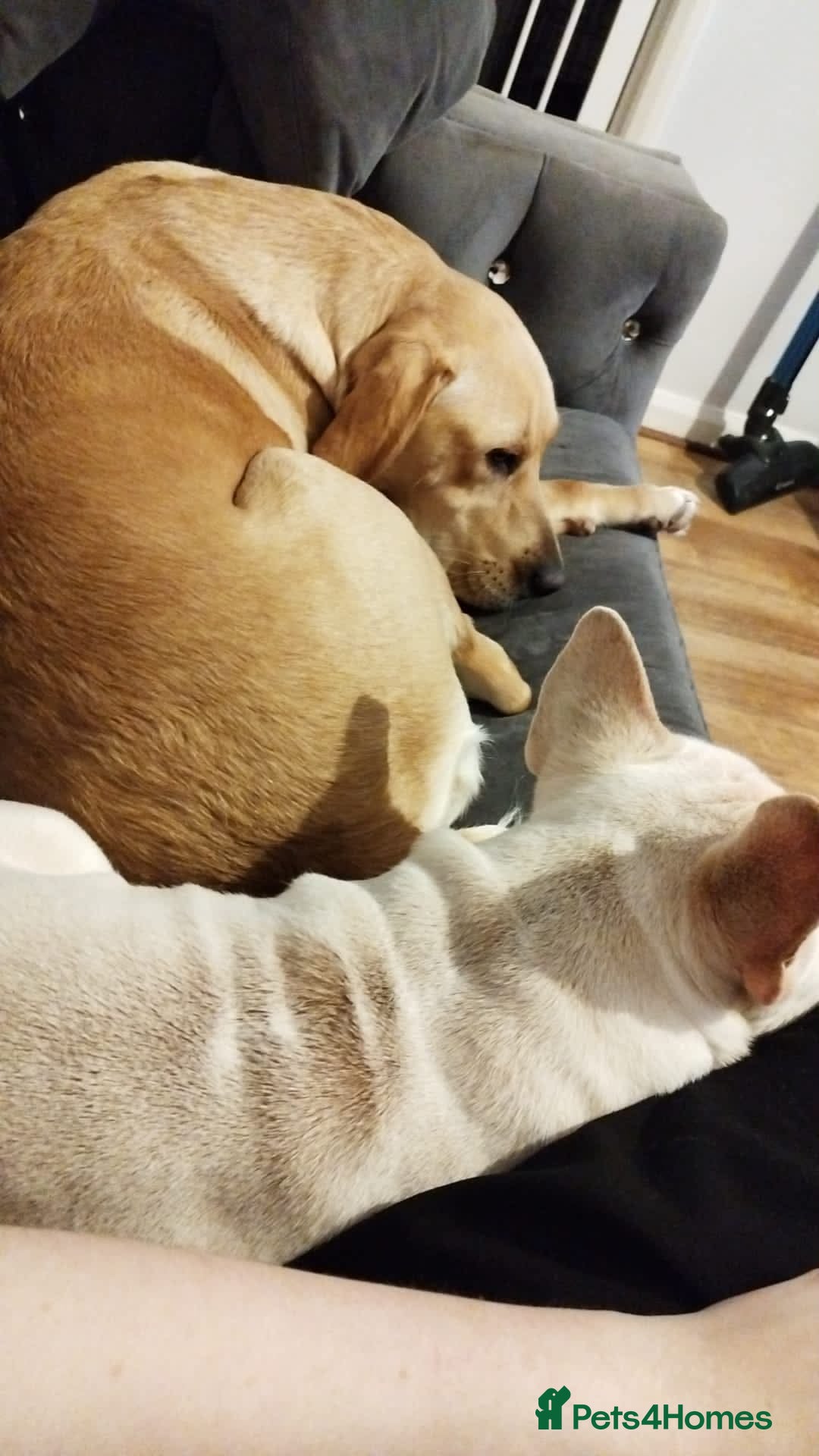Labrador Retriever dogs Loving Forever Home Needed for Two Best Friends 🐾 - Advert 14