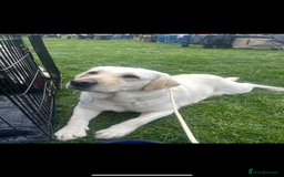 Labrador Retriever dogs for sale: Exceptional quality  - Image 16