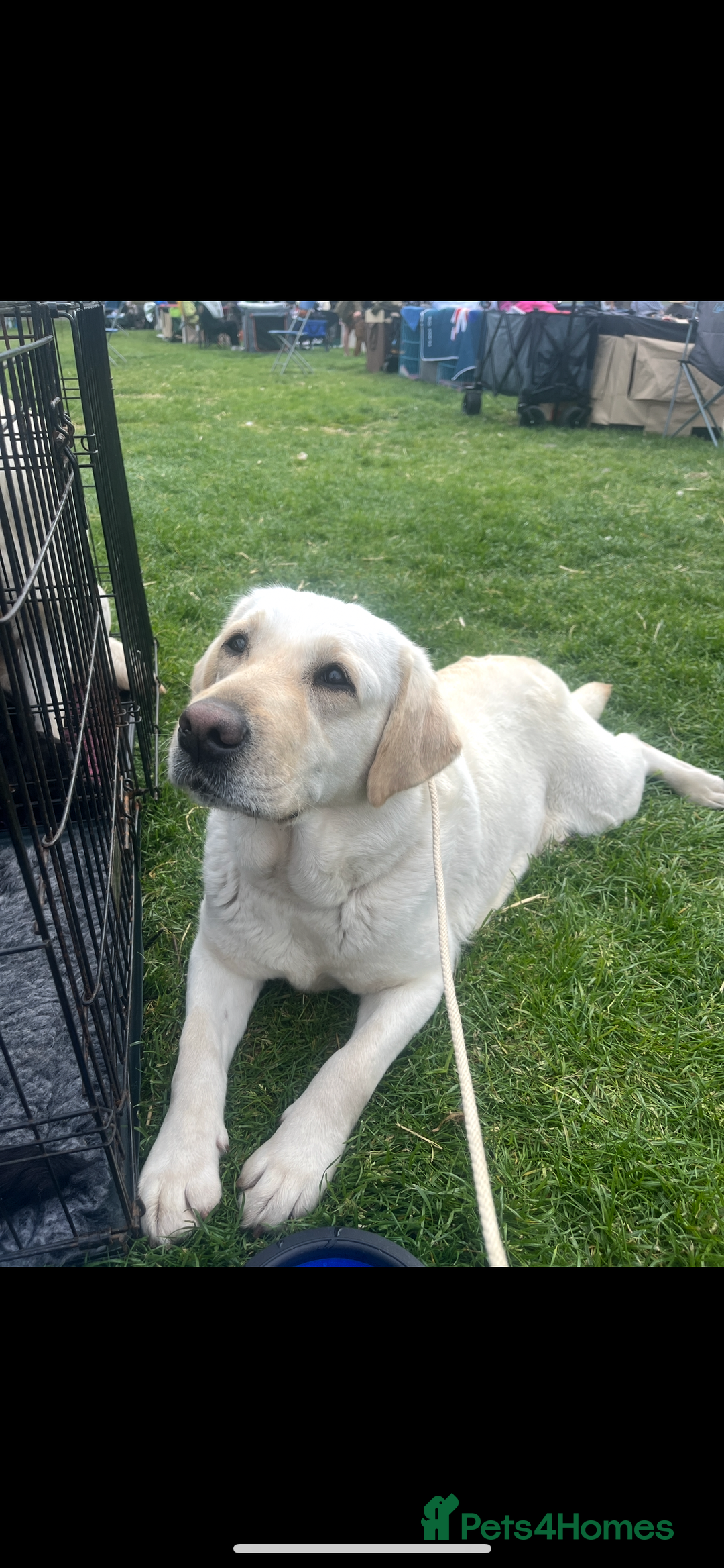 Labrador Retriever dogs for sale: Exceptional quality  - Image 16