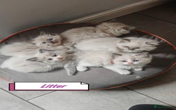 Ragdoll cats for stud: BEAUTIFUL BLUE POINT LARGE STUD RAGDOLL in Preston - Image 13