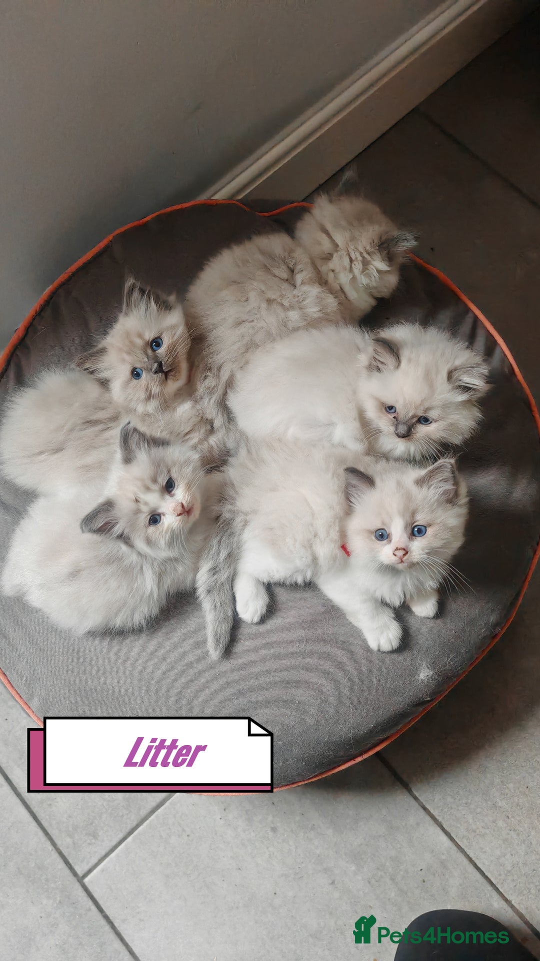 Ragdoll cats for stud: BEAUTIFUL BLUE POINT LARGE STUD RAGDOLL in Preston - Image 13