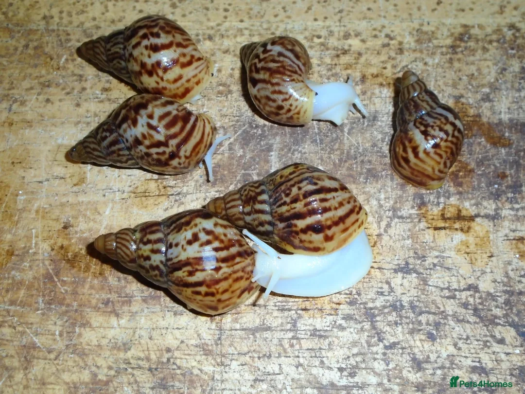 Snails invertebrates for sale: RETIC GIANT AFRICAN LAND SNAILS - Advert 3