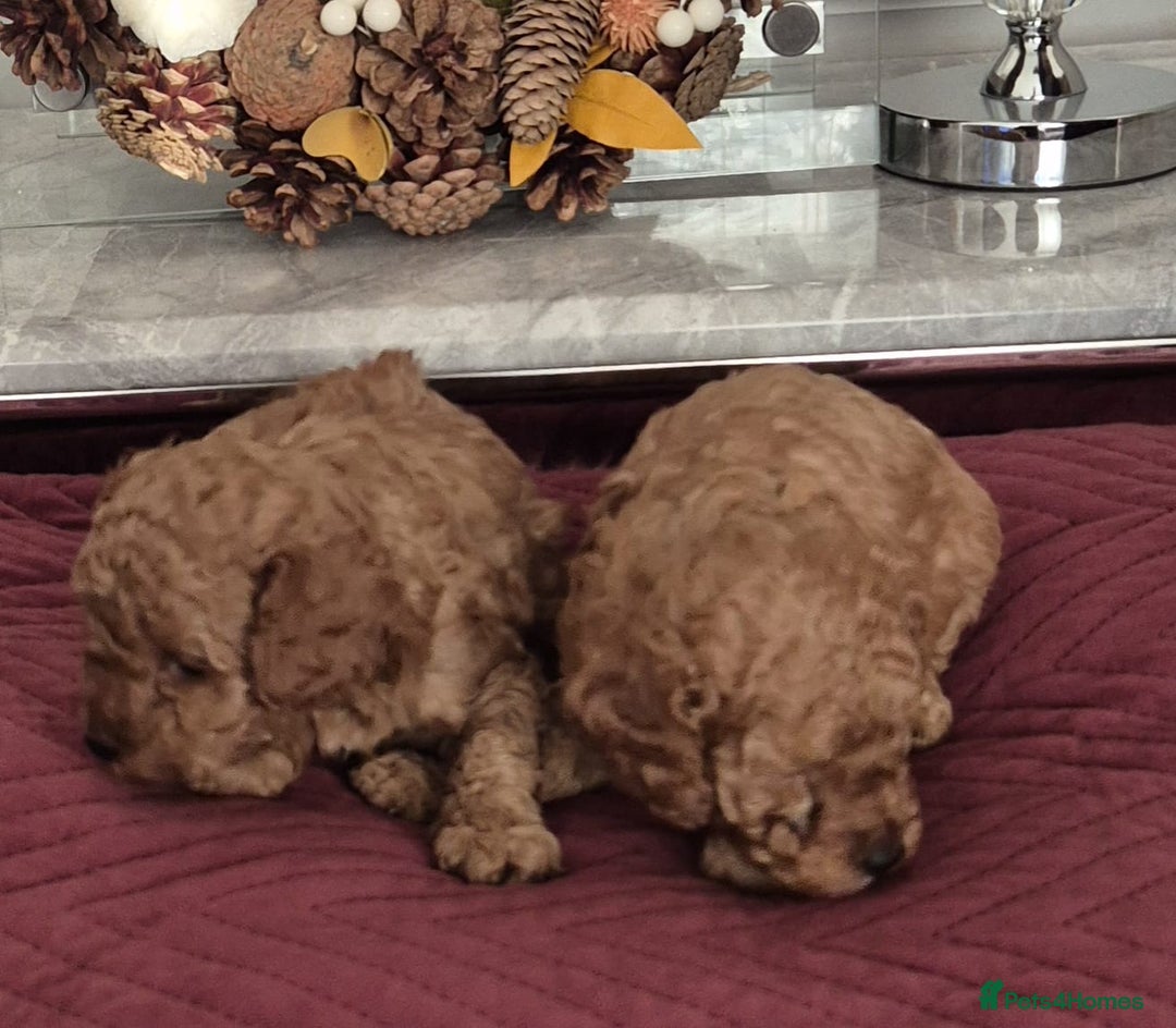 Cavapoo dogs for sale: HEALTH TESTED F1B CAVERPOO PUPPIES  - Image 5