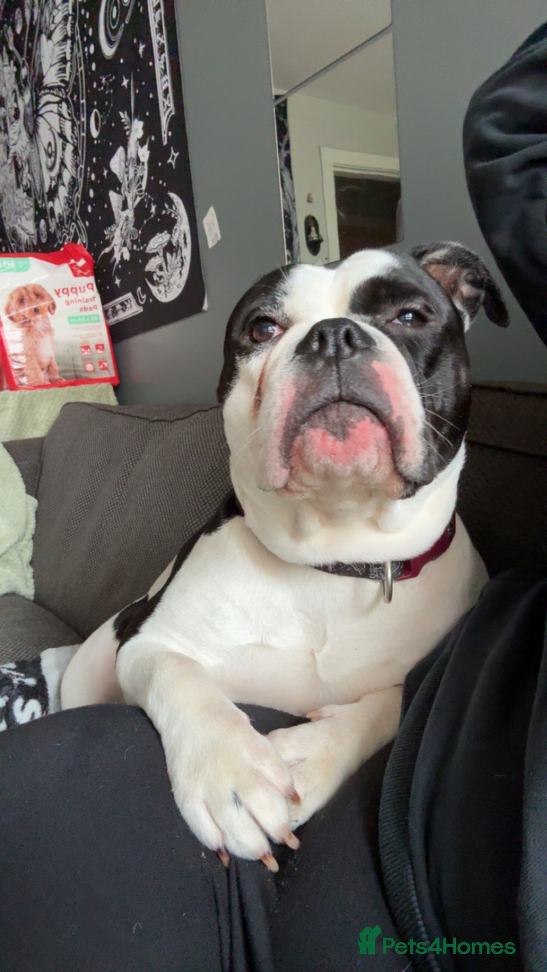 Olde English Bulldogge dogs for sale: 2 year old Olde English bulldog  - Advert 4