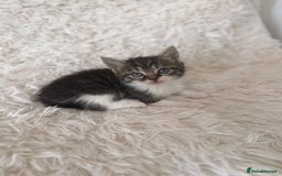 Persian cats for sale: Persian X babies - READY NOW - Image 5