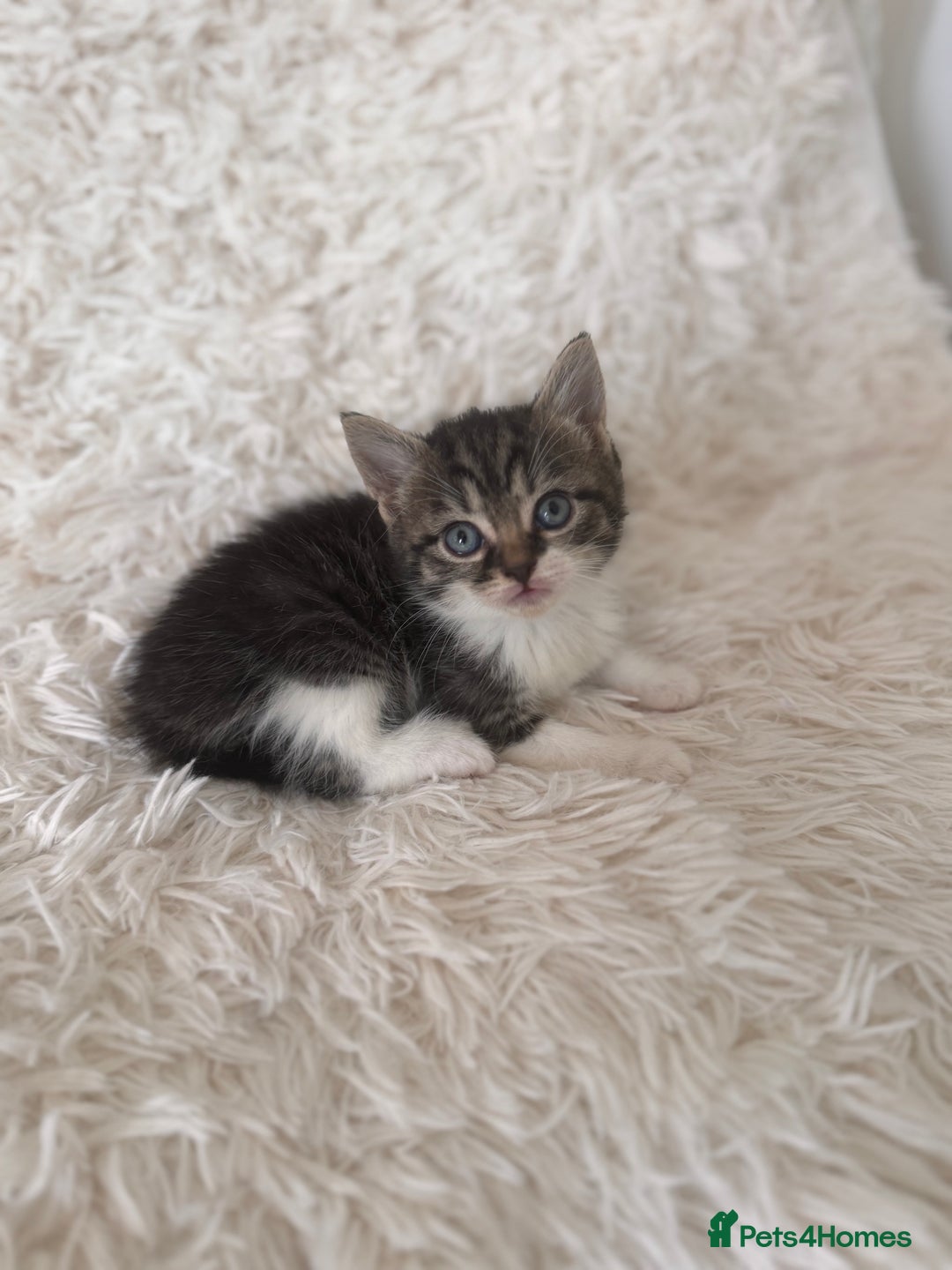 Persian cats for sale: Persian X babies - READY NOW - Image 5