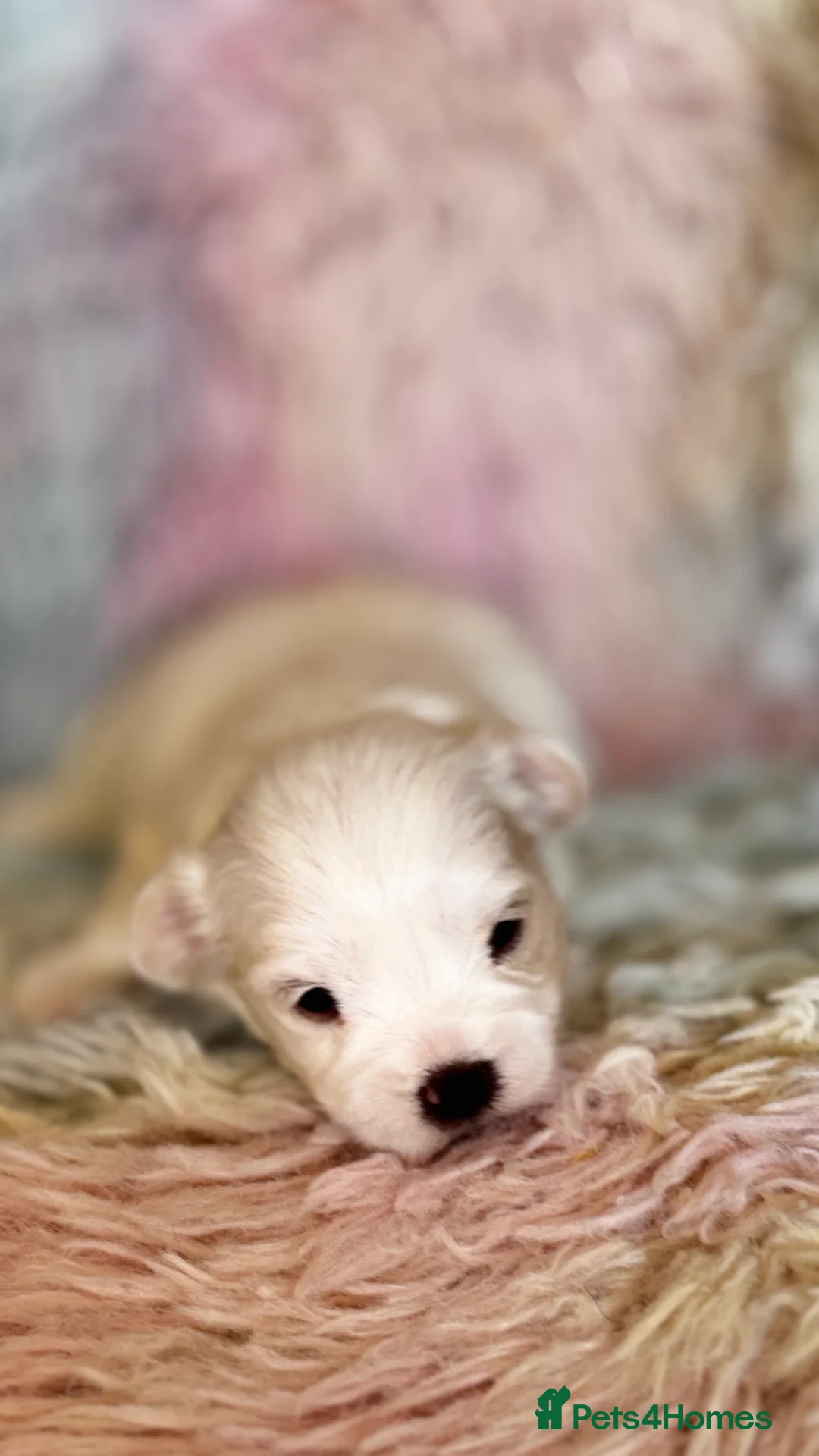 Maltese dogs for sale: Kc registered mini Maltese  - Advert 9
