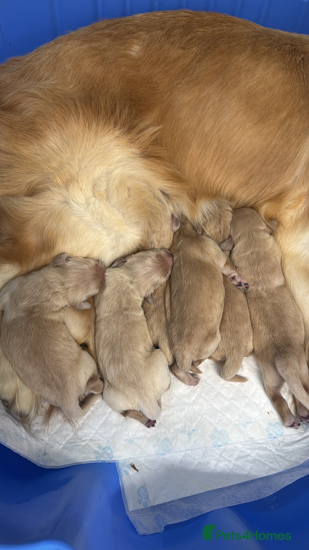 Golden Retriever dogs for sale: Quality KC Golden Retriver Puppies - Image 4