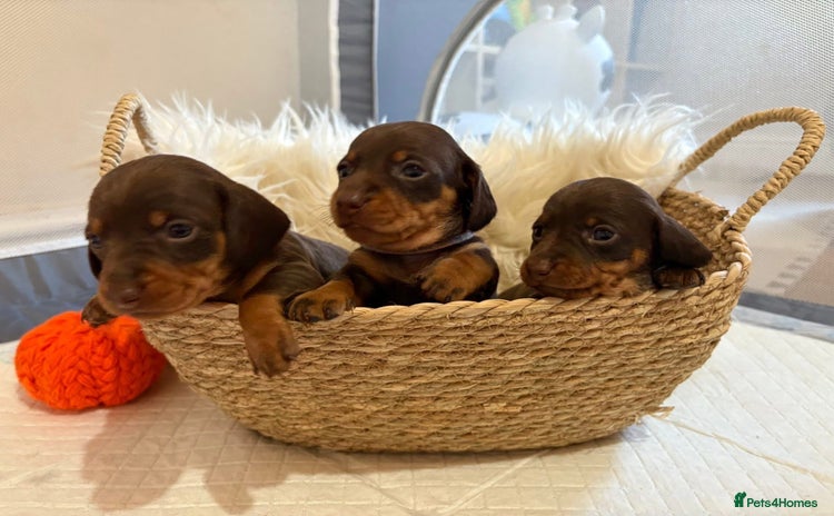 Miniature Dachshund dogs - Advert 16