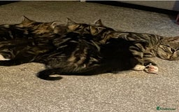 Mixed Breed cats for sale: kittens  - Image 6