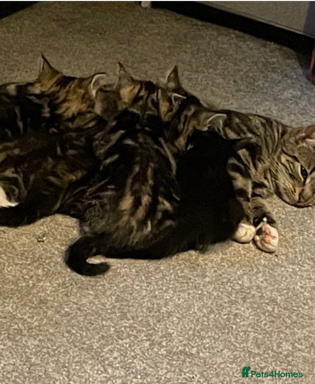 Mixed Breed cats for sale: kittens  - Image 6