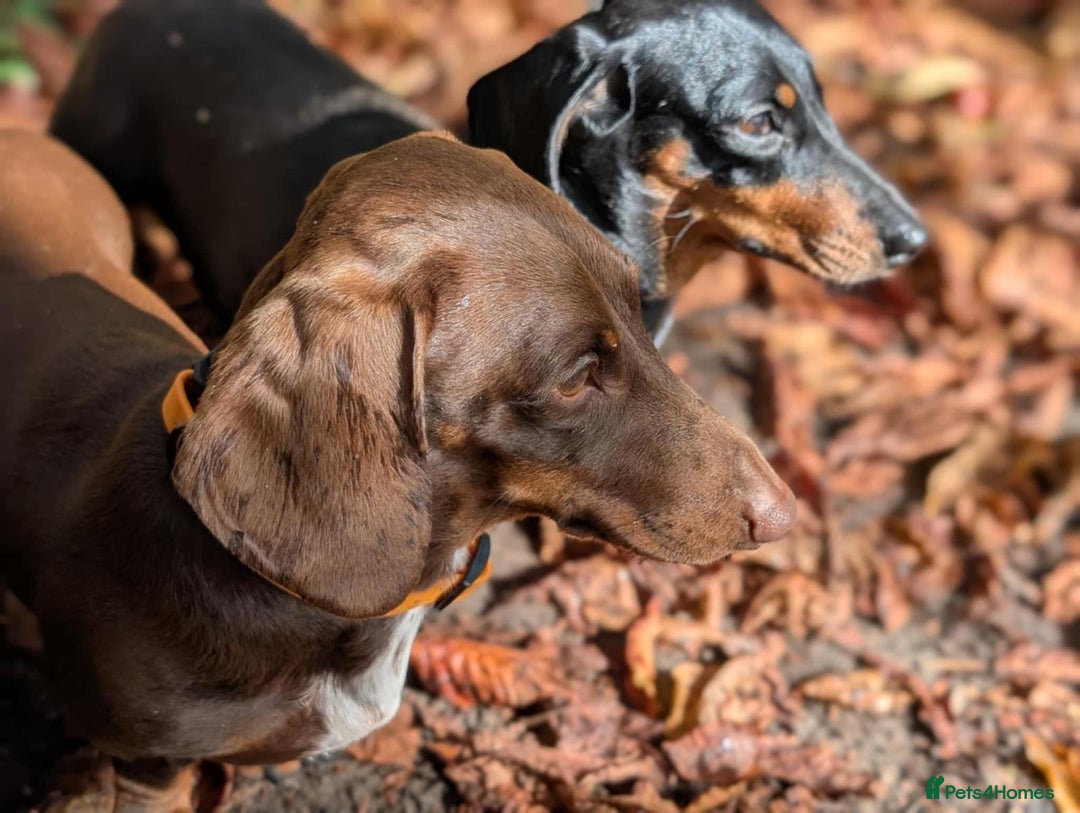 Dachshund dogs for sale: Dachshund Puppies  - Advert 4