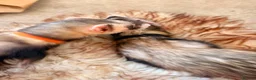 Ferret rodents for sale: Two Friendly Male Ferrets with Cage & Toys - Advert 4