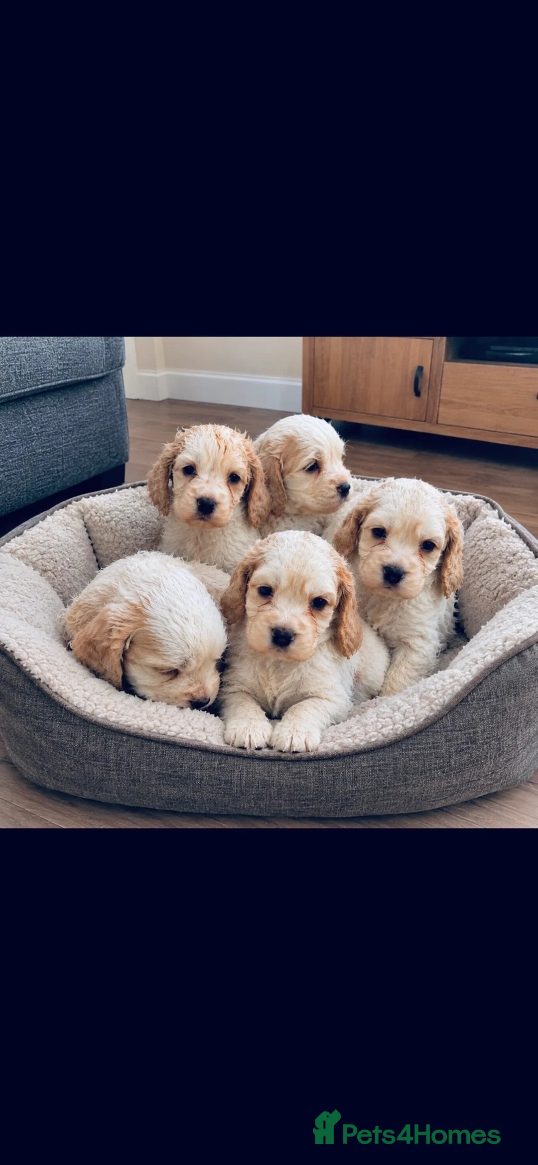 Cocker Spaniel dogs for sale: Cocker spaniel puppies  in York - Advert 1