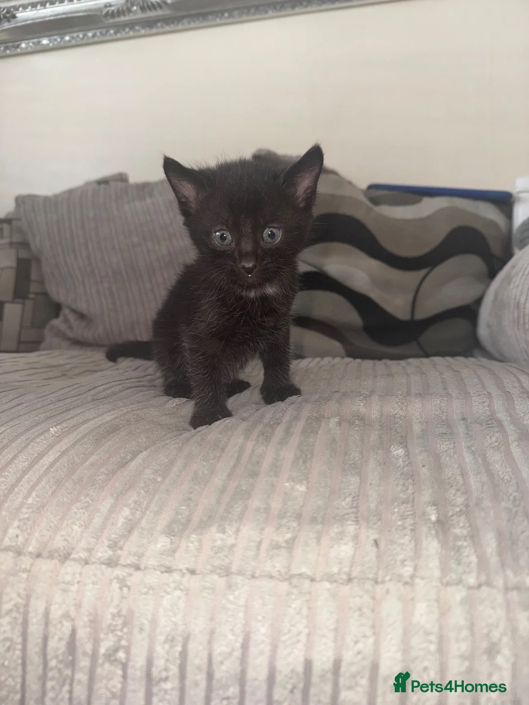 British Longhair cats for sale: Kittens for sale  in Aberdeen - Advert 2