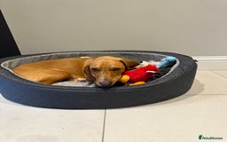 Bavarian Mountain Hound dogs for sale: Zoro needs a new home - Image 6