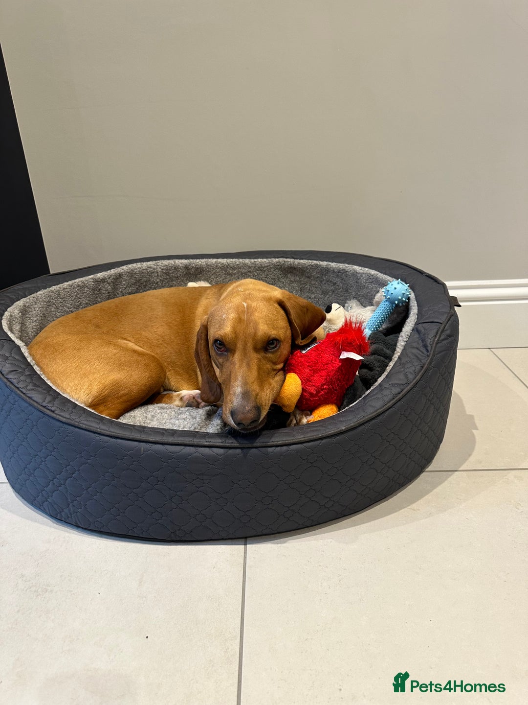 Bavarian Mountain Hound dogs for sale: Zoro needs a new home - Image 6
