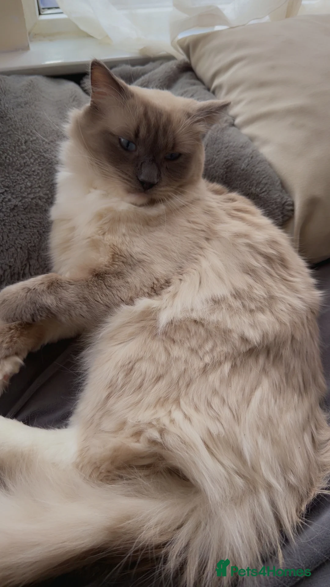 Ragdoll cats for sale: Beautiful 1-Year-Old Male Ragdoll Cat - Advert 2