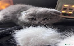 Scottish Fold cats for sale: Beautiful British Shorthair Scottish Fold Kittens - Advert 37