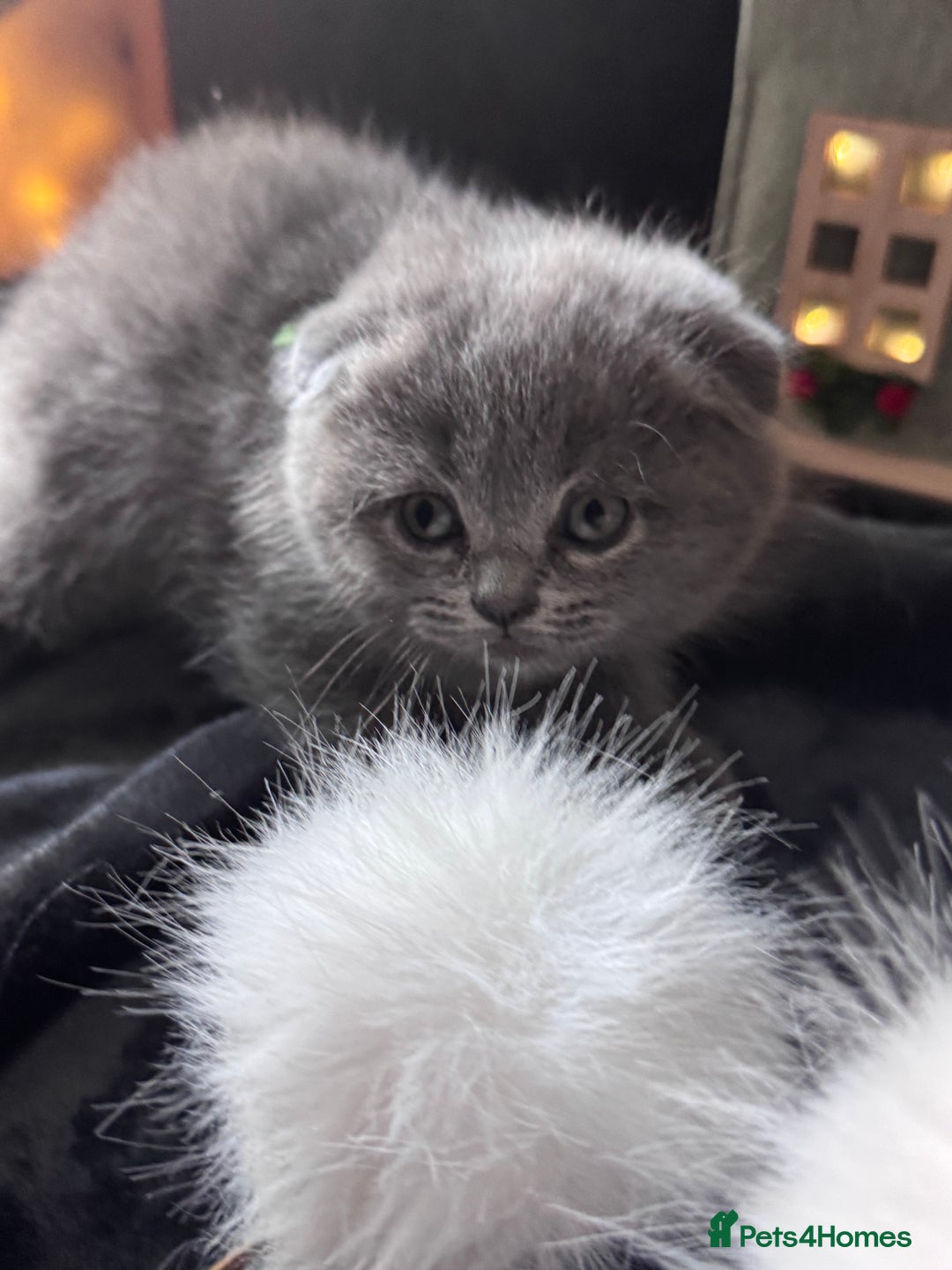 Scottish Fold cats for sale: Beautiful British Shorthair Scottish Fold Kittens - Advert 37