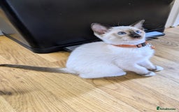 Ragamese cats for sale: 💎 🐾 🧡 Female Ragamese Kitten 🧡 🐾 💎 - Image 2