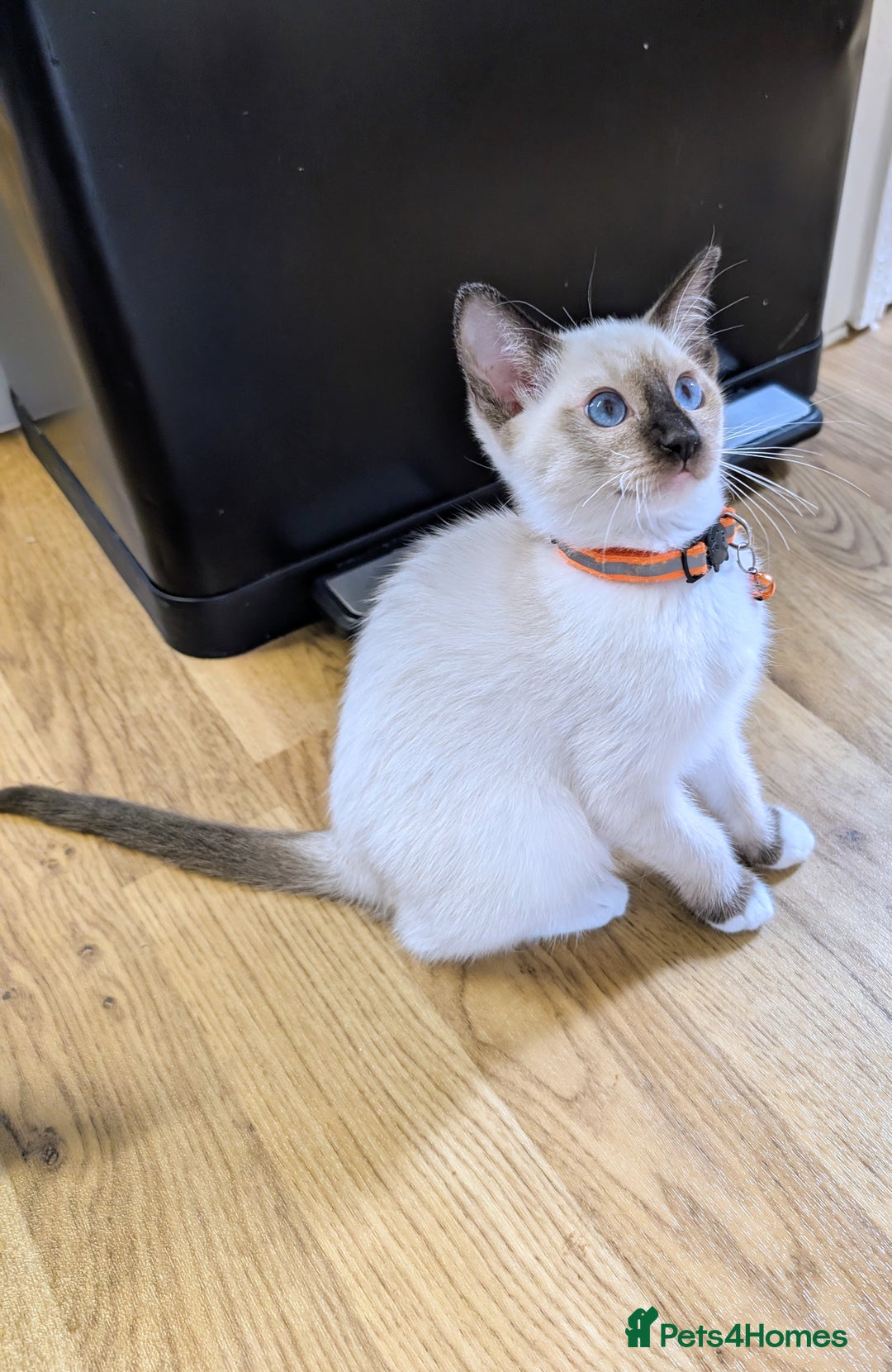 Ragamese cats for sale: 💎 🐾 🧡 Female Ragamese Kitten 🧡 🐾 💎 - Image 2