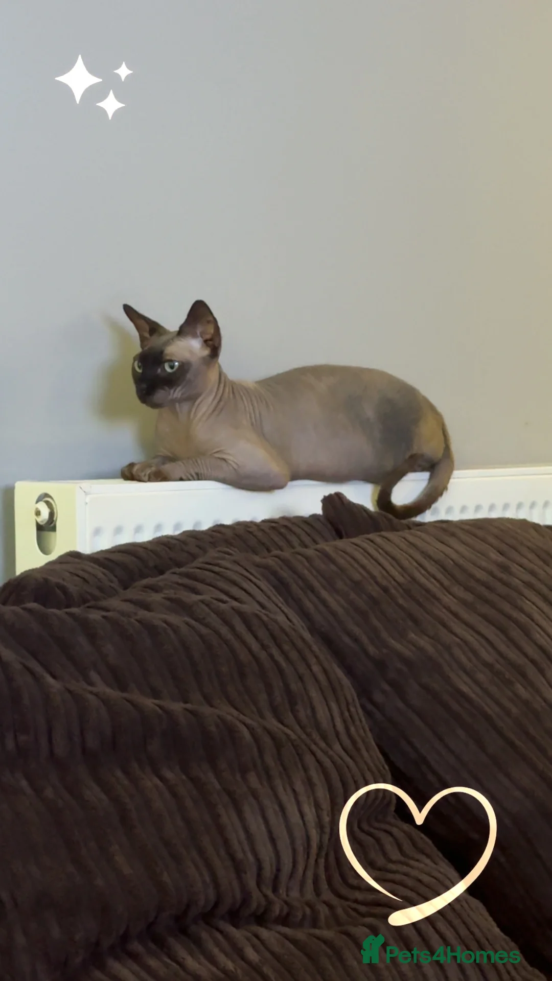 Sphynx cats for sale: New home for Khepri - Advert 3