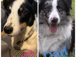 Border Collie dogs *TAKING VIEWINGS THIS WEEKEND* Border Collie Pups - Advert 4