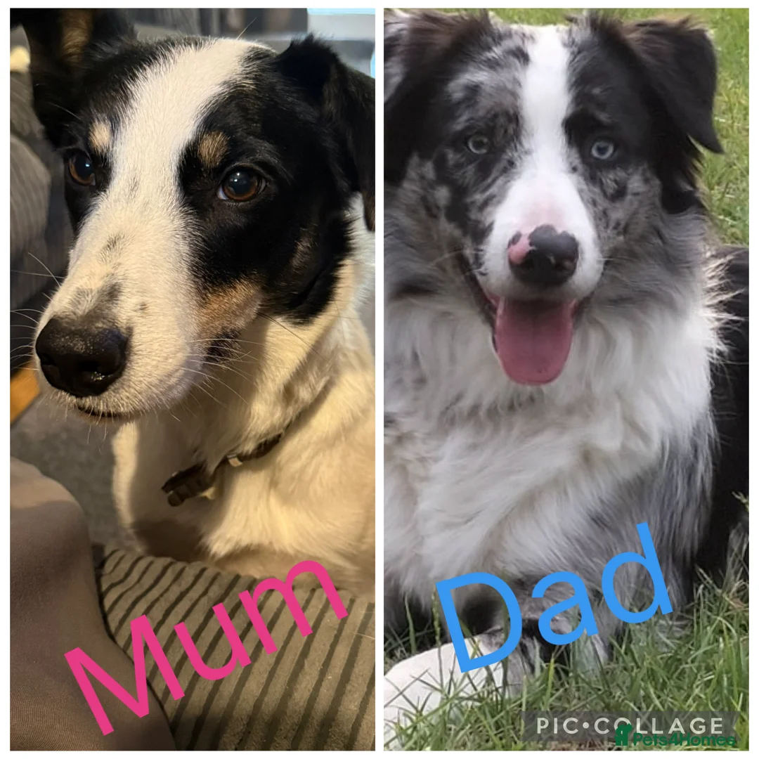 Border Collie dogs for sale: ONLY ONE BOY REMAINING (READY TO GO TUE) - Advert 7