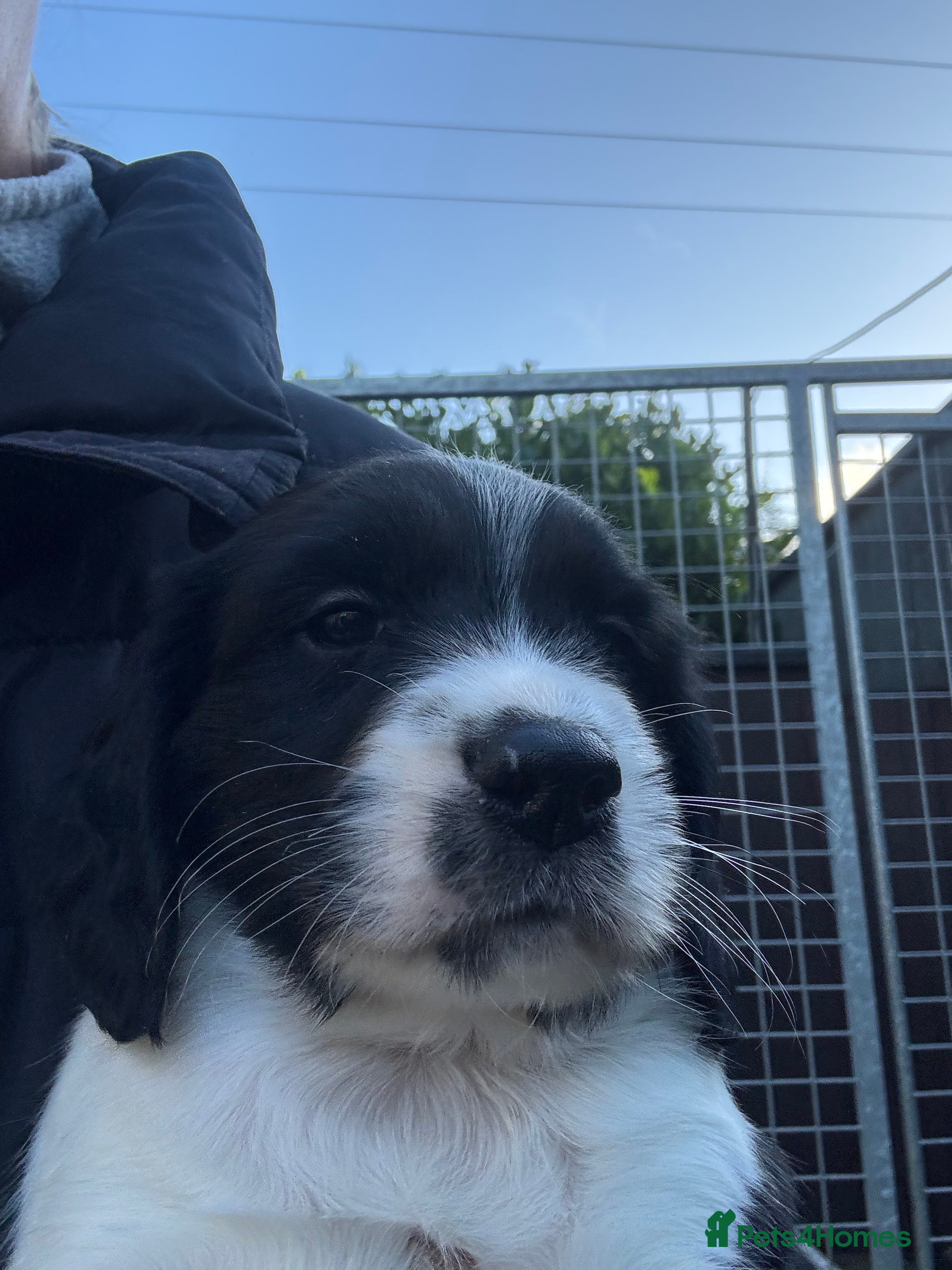 Sprocker dogs VET CHECKED HEALTHY AND READY TO LEAVE  - Advert 9