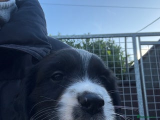 Sprocker dogs DNA CLEAR SUPERB QUALITY LITTER🎃 - Advert 1