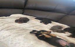 Miniature Dachshund dogs for sale: Longhaired miniature dachshund  - Image 4