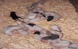 Rat rodents for sale: Beautiful baby rats  - Image 6