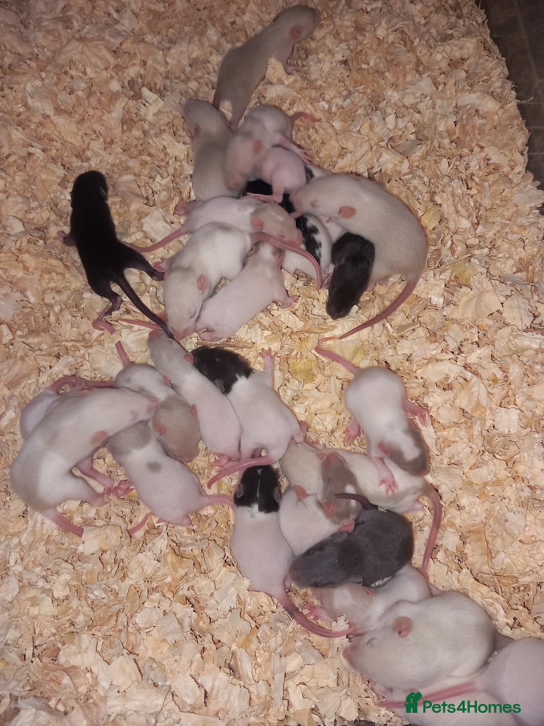 Rat rodents for sale: Beautiful baby rats  - Image 6