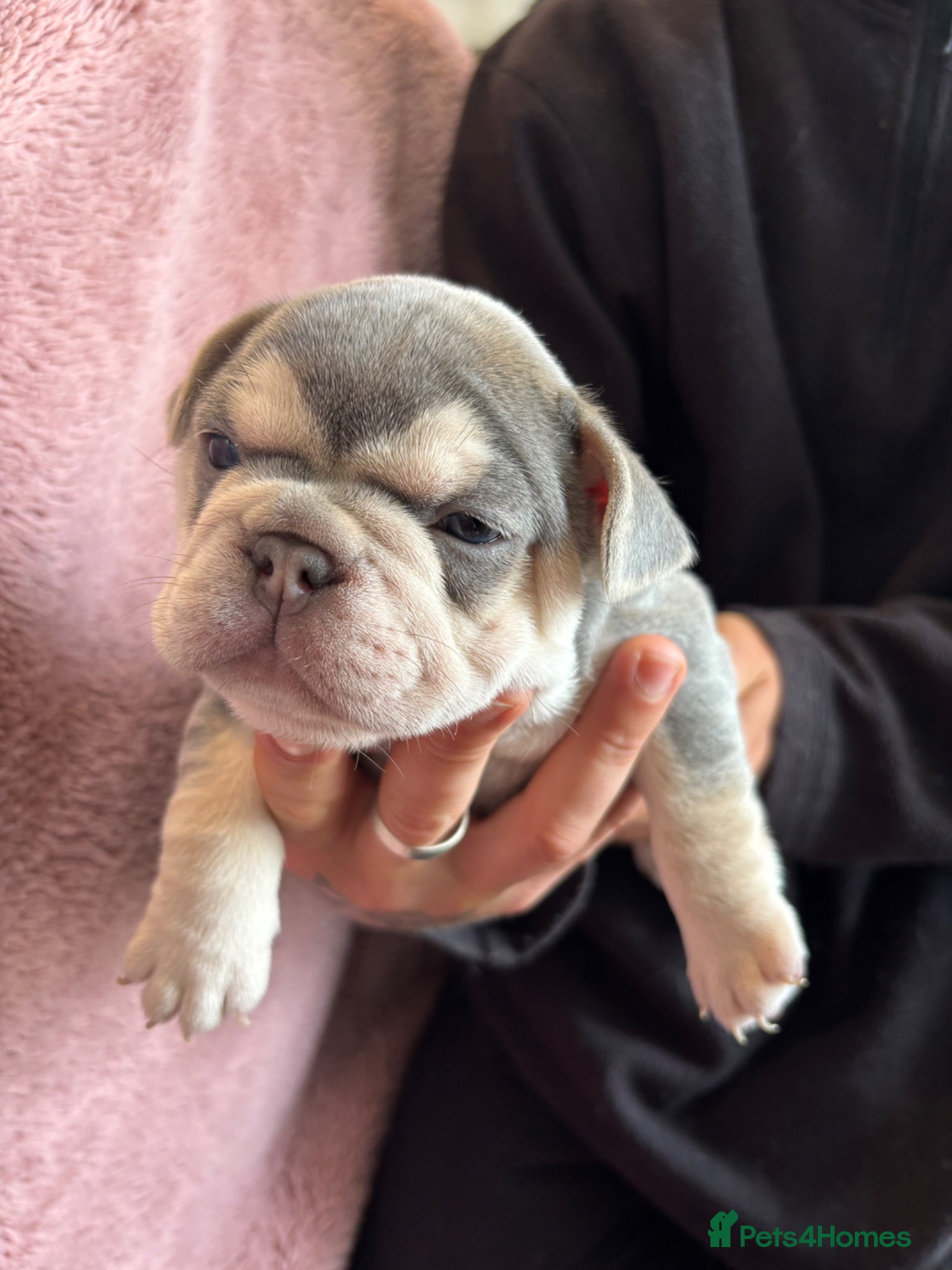 French Bulldog dogs FRENCH BULLDOG PUPPIES (KC REGISTERED) - Advert 15