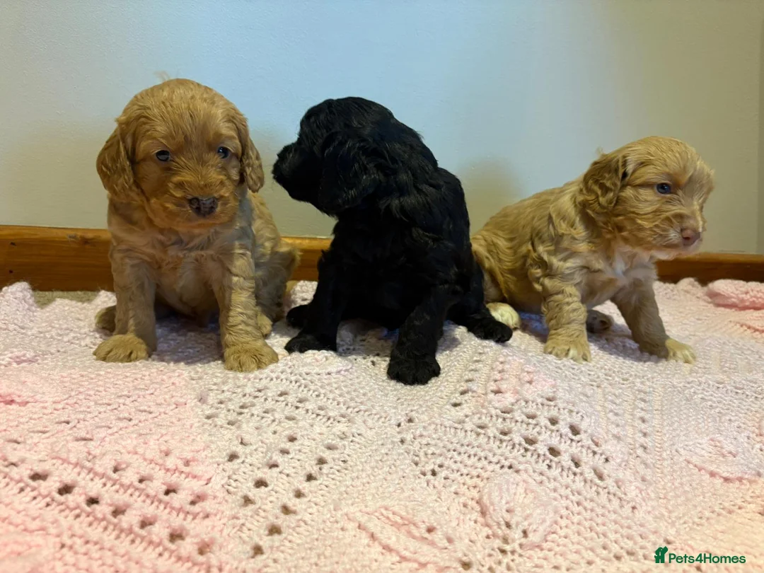 Cockapoo dogs for sale: Beautiful f1 cockapoo puppies  in King's Lynn - Advert 1