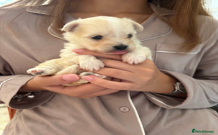 Morkie dogs - Advert 1