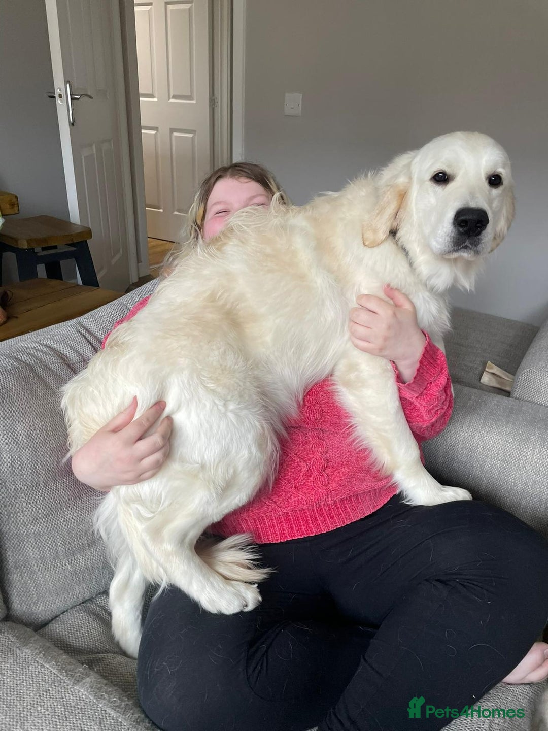 Golden Retriever dogs for sale: 9 week Golden retriever puppy - Image 12